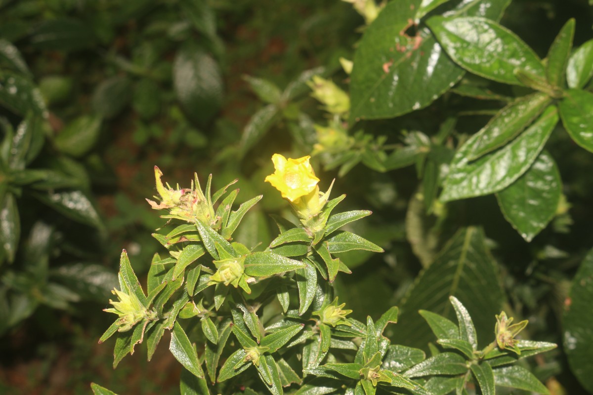 Strobilanthes crispa (L.) Blume